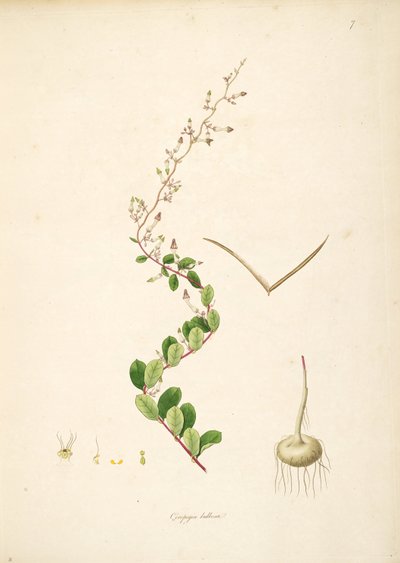 Illustratie van Ceropegia bulbosa, Apocynaceae, Asclepiadoideae door anonymus